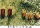顯微鏡下紅蜘蛛